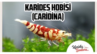 Sifirdan Kari̇des Hobi̇si̇cari̇di̇na
