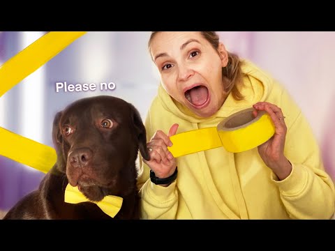 Painters Tape Challenge with My Dog! FUNNY REACTION!