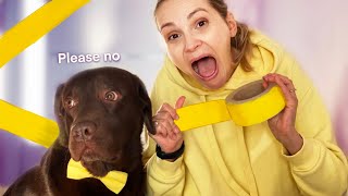 Painters Tape Challenge with My Dog! FUNNY REACTION!