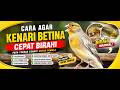 Terbukti Efektif! Cara Mempercepat Birahi Kenari Betina untuk Pemula