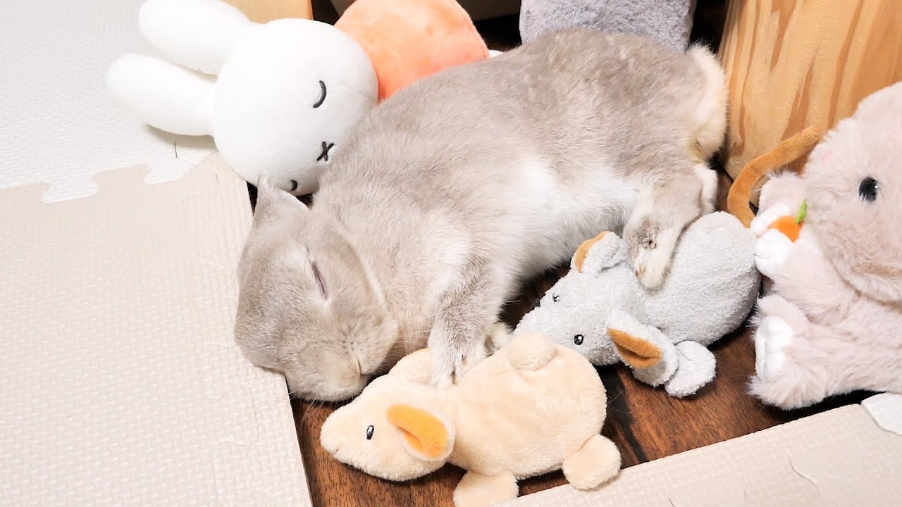 バカラうさぎさん 8/21 AM10:00(JST)-販売開始 うさぎさんバッグ（白） / 須藤はる奈