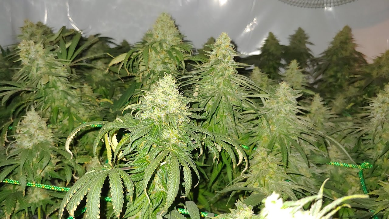 Quantum boards V2.88 vs Viparspectra: Setting up my grow tent!