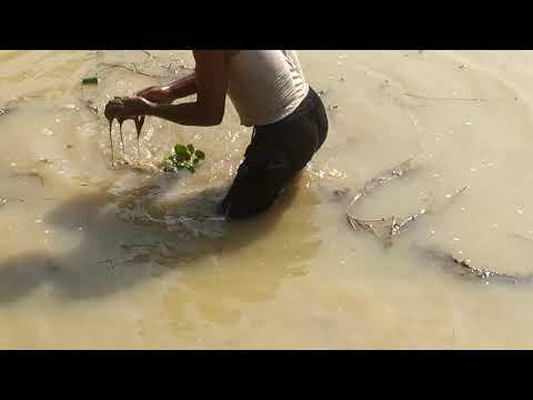 Unbelievable The Rural Fisherman Caught many Fish in the river.