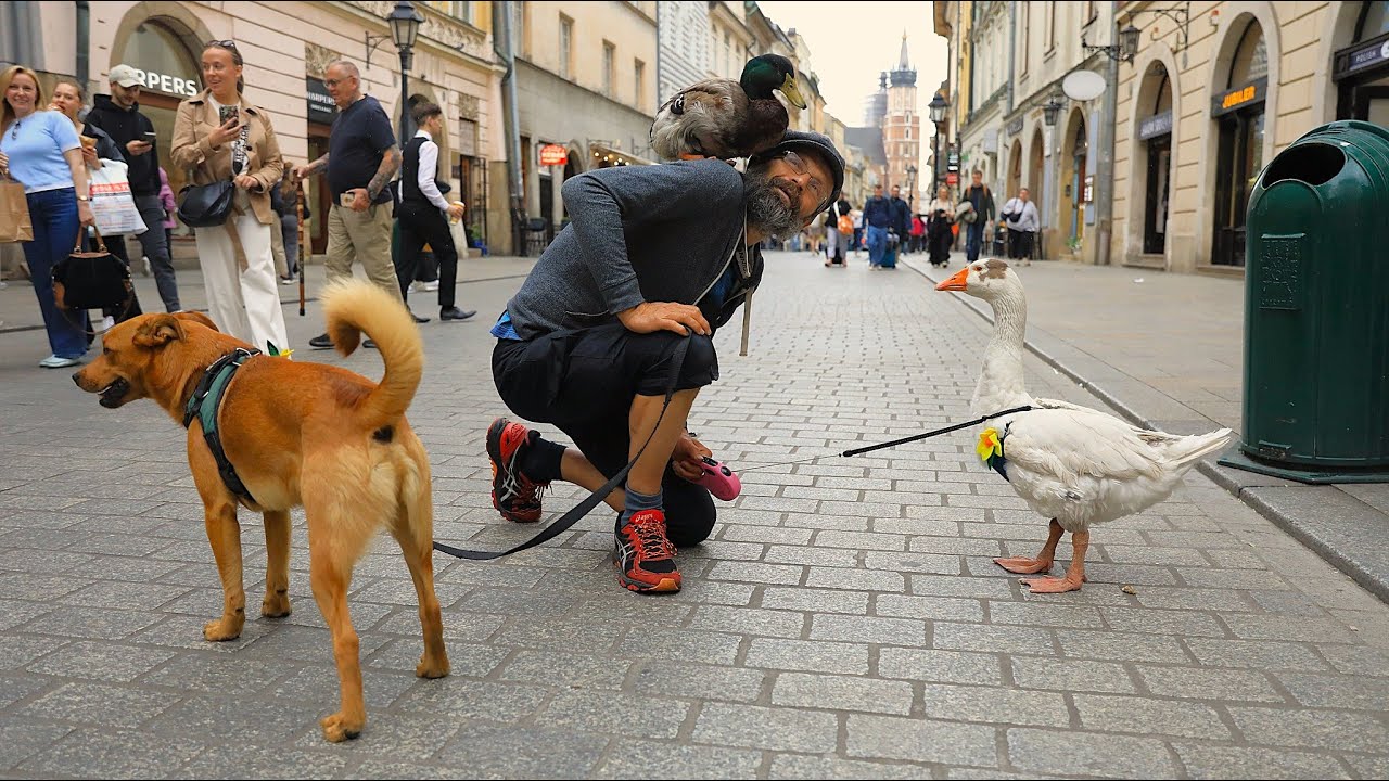 Człowiek, który przemierza Polskę z gęsią, kaczką i psem