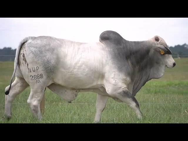 Lote 48   Leilão Virtual Super Nelore   7ª Edição   Touros