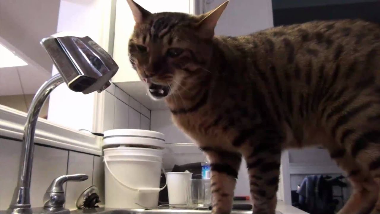 Bengal Cat Drinks From Automatic Tap YouTube
