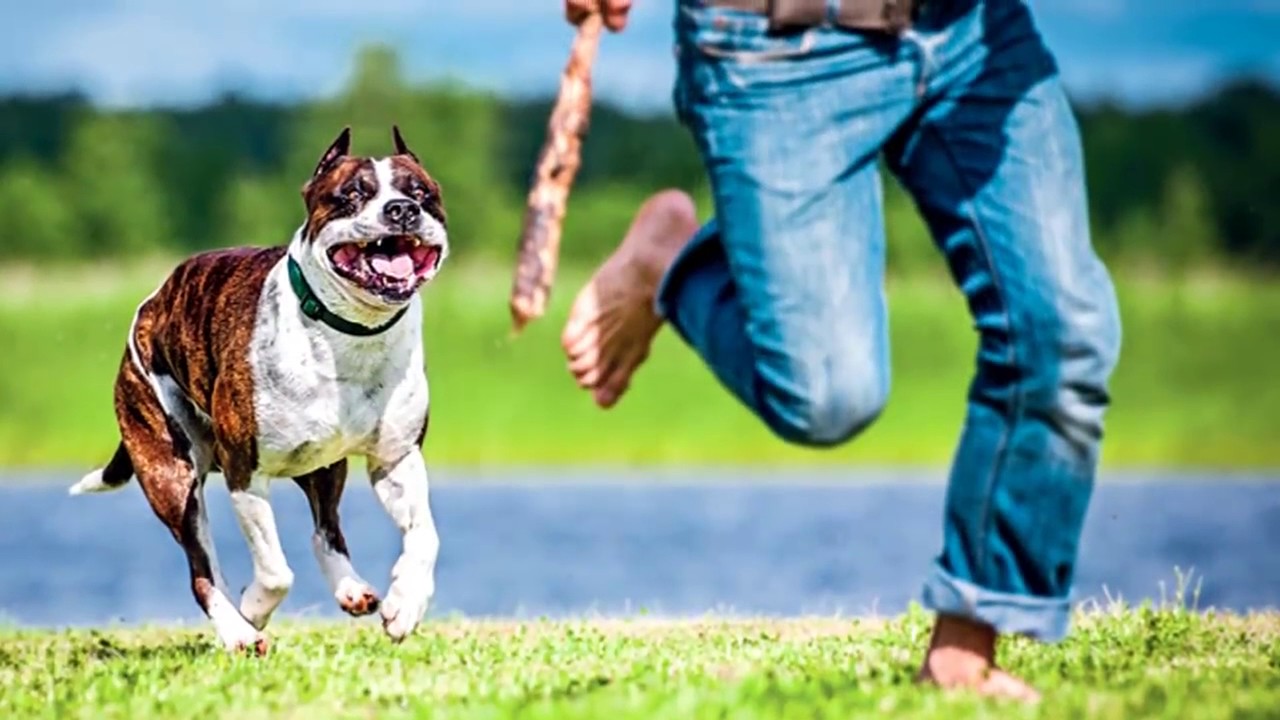 приснилась смерть собаки. собака бежит за человеком. к чему снится собака во сне. к чему снится отпустить собаку. к чему кусает собака во сне.