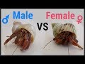 How to tell if a hermit crab is male or female