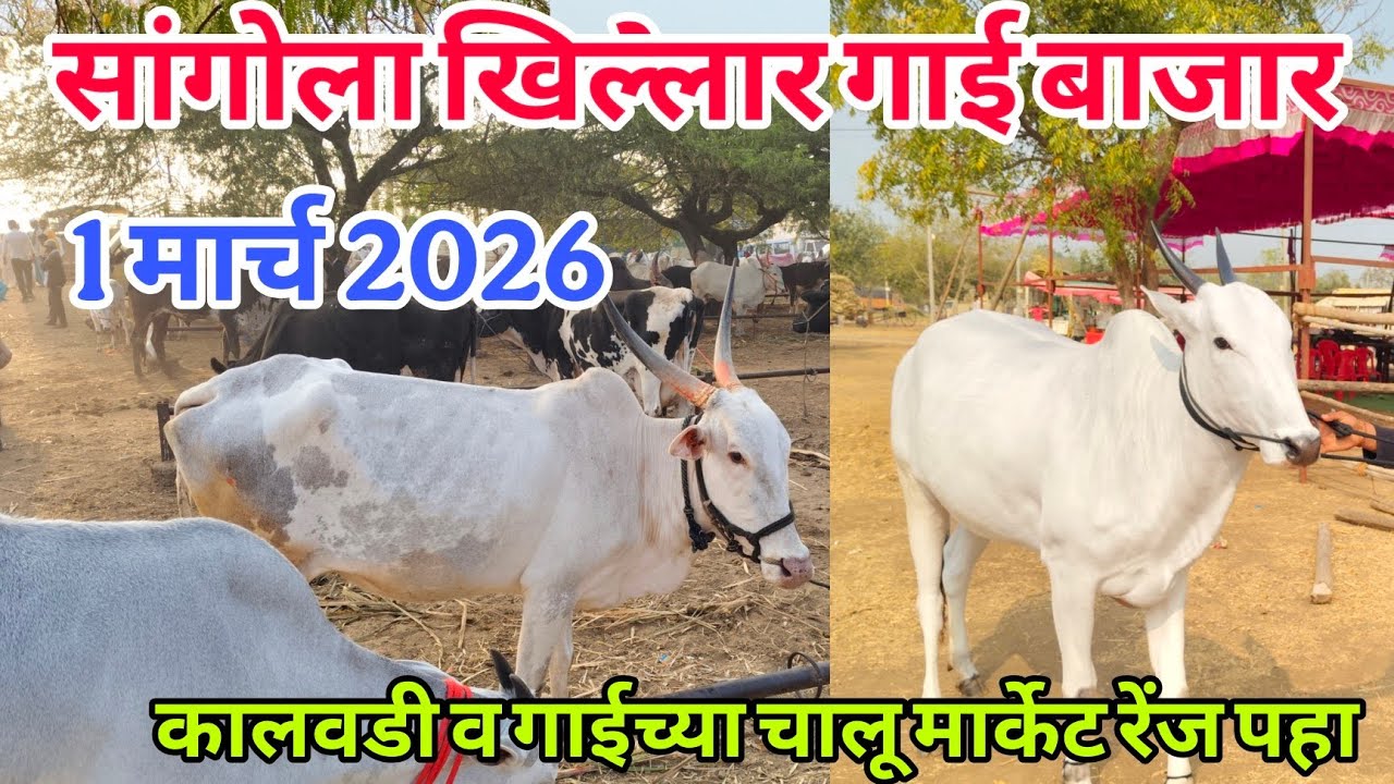 आजचा सांगोला खिल्लार गाई बाजार 1 मार्च 2026 #khillar_bajar #खिल्लार_गाई_बाजार #sangola_bazar 