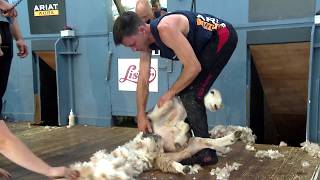 Pencampwriaeth Cneifio Hŷn - Rownd Derfynol | Senior Shearing - Final