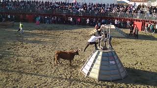 MANIATICA (CONCURSO 12 MEJORES VACAS) GANADERIA JOSE VICENTE MACHANCOSES (SARRIÓN 27-4-2019)