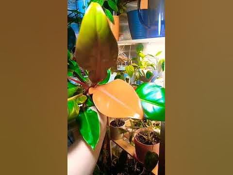 Филодендрон Принц Оранж - YouTube