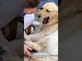 Even the fiercest dog fears its mother.🤣🤣#funnyvideos#dog#funny#funnydogs#fyp