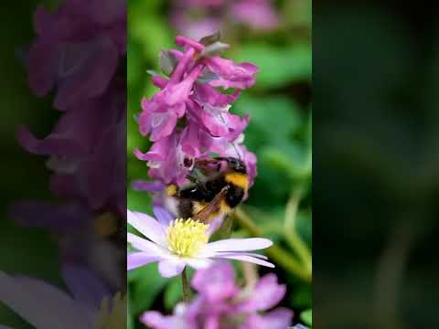 Video: Bumblebee Shelter - Cómo hacer un nido de abejorros para el jardín