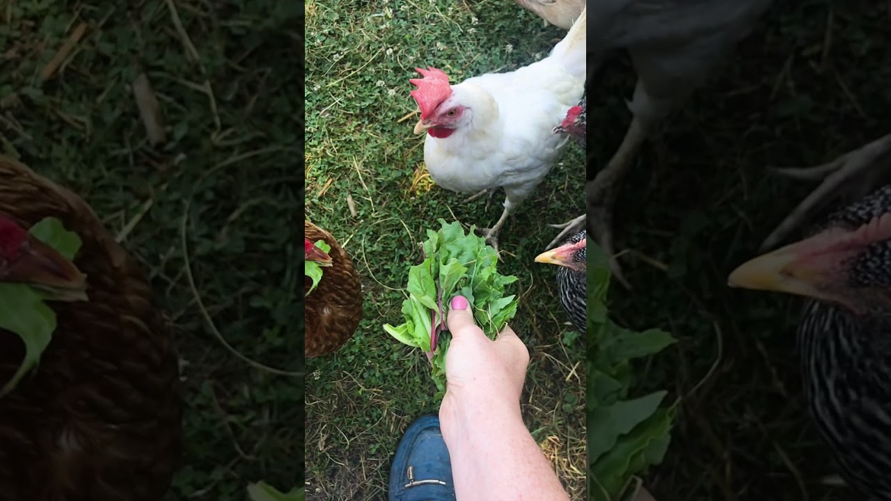 Feeding my beautiful chickens leafy greens in slow motion Last Minute