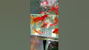 Đừng để cá cưng bị hại bởi nước máy! Xem cách xử lý clo đơn giản nhất chỉ với Fish Loach