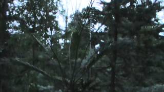 Summer evening outdoor scenery   3rd longest day of the year