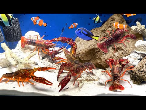 ザリガニは海水で飼うと美味しくなるらしいのサムネイル