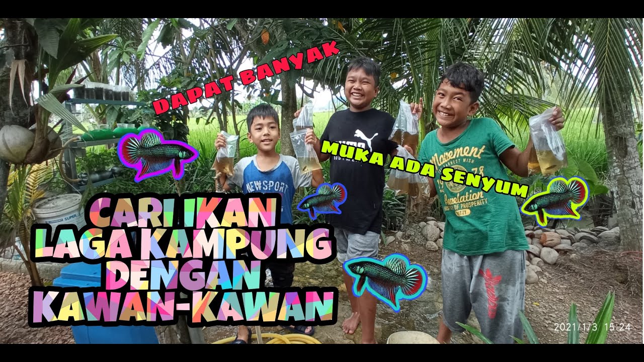 #EP52 Cari Ikan Laga Kampung dengan Kawan-kawan