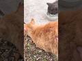 武蔵丸のごはんを取られないように、オルくんケツドラム🥁#地域猫#さくらねこさくらねこ#TNR#TNRM#保護猫活動