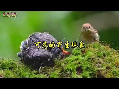 可悲的寄生现象。@动物世界 - YouTube