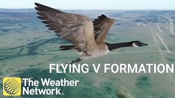 The Sciense behind geeese flying 