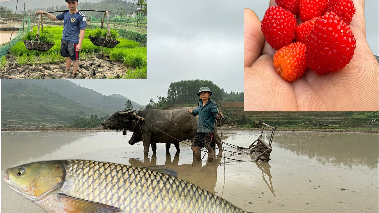 The farm work includes plowing the land with buffalo, catching fish, and cooking rice. Ly quyet farm