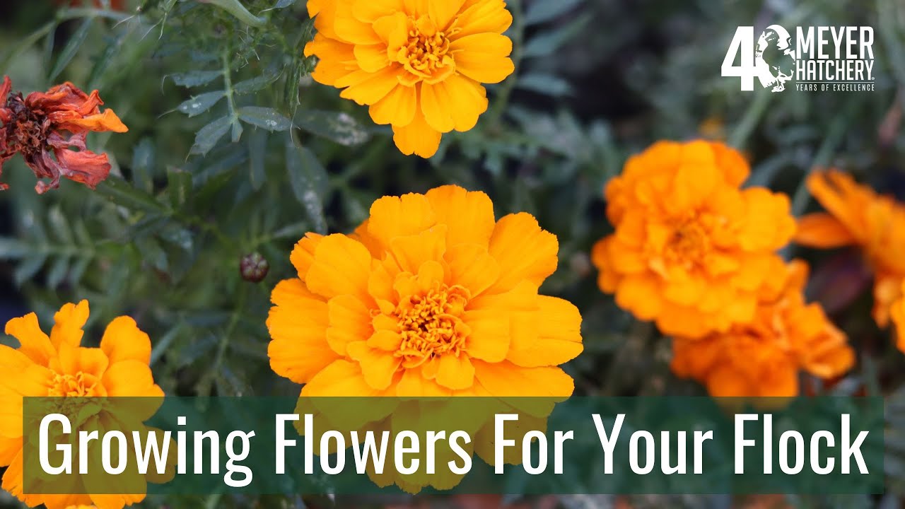 Growing Flowers For Your Flock - YouTube