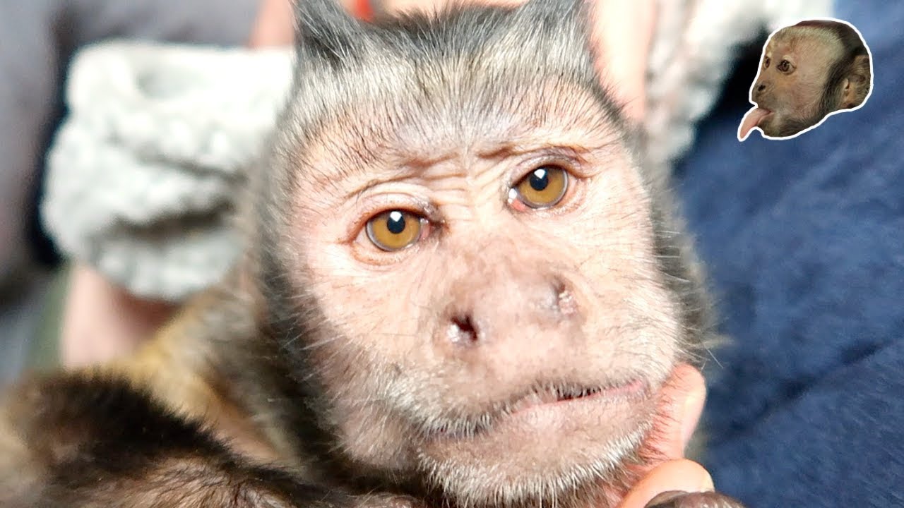 monkey laughing video download Capuchin Monkey RELAXING Vacuum Treatment!