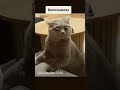 Unemployment on it's peak 😂😂#ytshorts #youtube #edit #bossyvibe #funny #viral #cat #catmemes