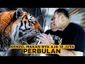 Gimana Rasanya Pelihara Harimau? Buang 1 Iphone Tiap Bulan ft: Kenzo The Tiger