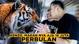 Gimana Rasanya Pelihara Harimau? Buang 1 Iphone Tiap Bulan ft: Kenzo The Tiger