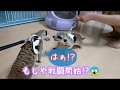 ﾐｰｱｷｬｯﾄ　ラルの初デート❤️さてふたりの相性は？:*(〃∇〃人)*: