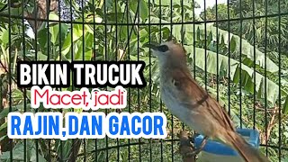 Download Lagu Suara pancingan TRUCUK gacor buat burung trucukan malas bunyi MP3 Download Lagu Suara pancingan TRUCUK gacor buat burung trucukan malas bunyi MP3