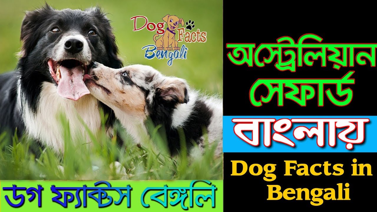Australian Shepherd Dog facts in Bengali Herding Dog Breed Dog Facts Bengali YouTube