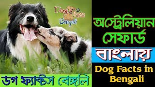 Australian Shepherd Dog facts in Bengali | Herding Dog Breed | Dog Facts Bengali by Dog Facts Bengali 989 views 4 years ago 5 minutes, 9 seconds