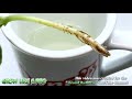 How To Grow Roots On A Basil Trimming
