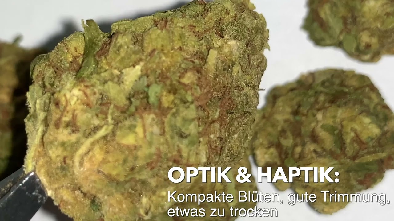 Togehter Pharma Andromeda (Kush Kush)