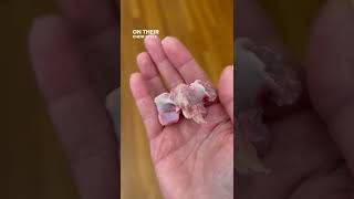 Raw meaty bones for your dog Raw meaty bones for your dog
