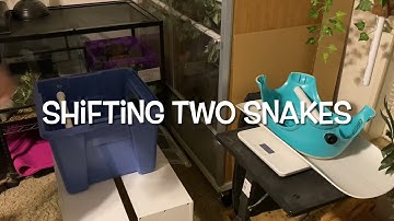 All of our Inland Carpet Pythons Training: March 2021