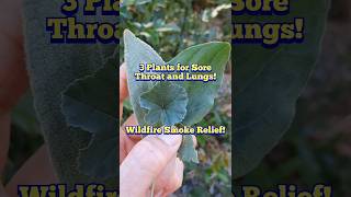 3 Plants to Soothe Irritate Throat and Lungs - Wildfire Smoke Relief #medicinal #foraging