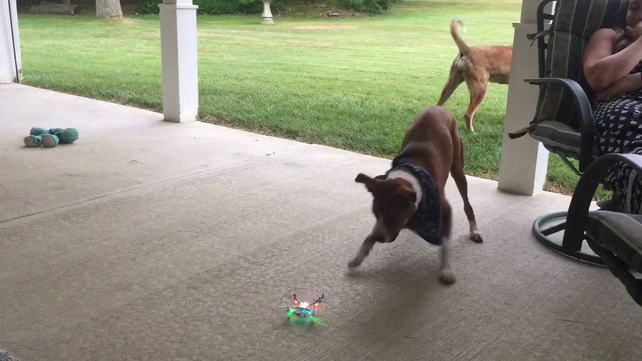 How to freak out your dog drone-style