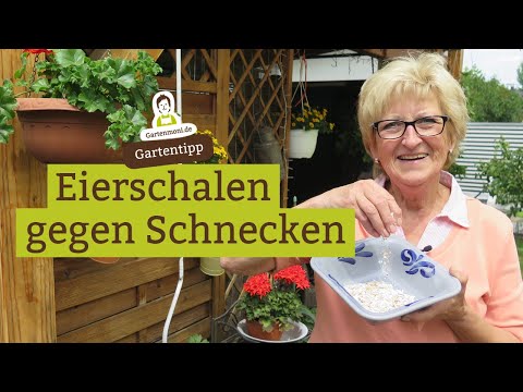 Video: Eierschalen Gegen Gartenschädlinge