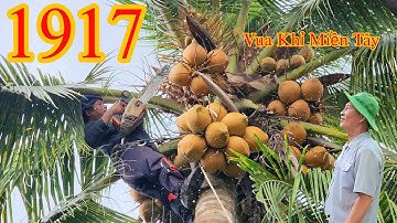 Chủ nhà tiếc nuối vì phải nhờ Vua Khỉ Miền Tây cưa bỏ cây Dừa nhiều trái Cutting coconut trees