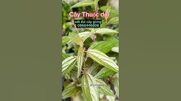 Trồng cây thuốc dòi trong chậu trị viêm hiệu quả