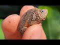 The SMALLEST TURTLES You’ve Ever Seen!! Baby Loggerhead Musk Turtles