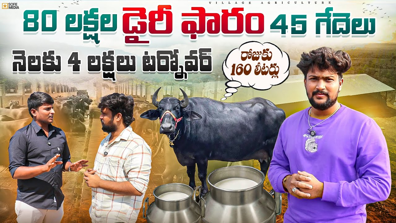 ₹80 లక్షలతో ముర్రా డెయిరీ ఫామ్ |సొంత మార్కెటింగ్‌తో నెలకు ₹4 లక్షల ఆదాయం | Successful Dairy Farm