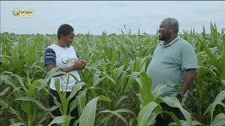 How I Doubled 4 Acres Of Maize From 18Yrs Ago To Now Over 1,132 Acres Commercial Maize Farm.