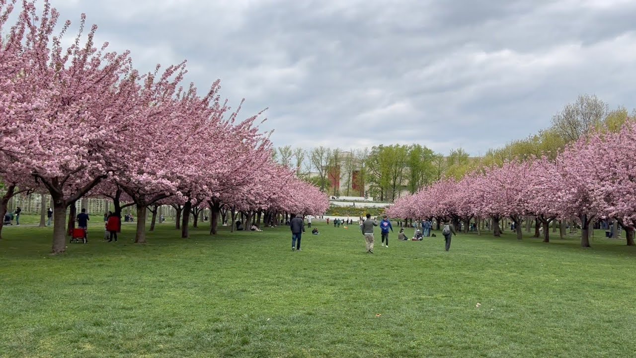 Hanami: Cherry Blossom Festival in New York City: A Blooming Spectacle ...