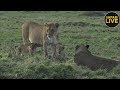 safariLIVE - Sunrise Safari - September 17, 2018